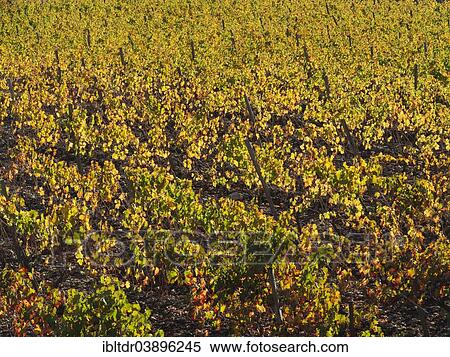 Stock Photography - "Vineyard in autumn, Malaga province, Andalusia, Spain, Europe". Fotosearch