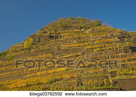 "Vineyard in autumn, Pinot Noir and Portuguese grape varieties, Ahr Valley red wine-growing region, Eifel region, Rhineland-Palatinate, Germany, Europe" View Large Photo Image Stock Image - "Vineyard in autumn, Pinot Noir and Portuguese grape varieties, Ahr Valley red wine-growing region, Eifel region, Rhineland-Palatinate, Germany, Europe". Fotosearch