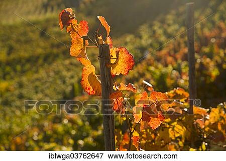 "Vineyard in autumn, Pinot Noir and Portuguese grape varieties, Ahr Valley red wine-growing region, Eifel region, Rhineland-Palatinate, Germany, Europe" View Large Photo Image Stock Photo - "Vineyard in autumn, Pinot Noir and Portuguese grape varieties, Ahr Valley red wine-growing region, Eifel region, Rhineland-Palatinate, Germany, Europe". Fotosearch