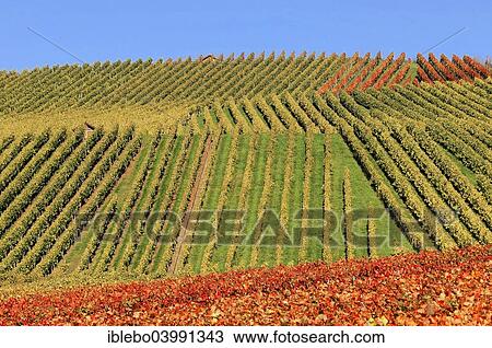 "Vineyard in autumn, Trollinger, in Winterbach, Remstal valley, Baden-Wurttemberg, Germany, Europe" View Large Photo Image Stock Image - "Vineyard in autumn, Trollinger, in Winterbach, Remstal valley, Baden-Wurttemberg, Germany, Europe". Fotosearch