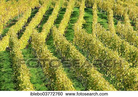 Stock Image - "Vineyard in autumn, Trollinger, near Winterbach, Rems Valley, Baden-Wurttemberg, Germany, Europe". Fotosearch