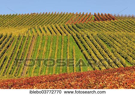Stock Image - "Vineyard in autumn, Trollinger, near Winterbach, Rems Valley, Baden-Wurttemberg, Germany, Europe". Fotosearch