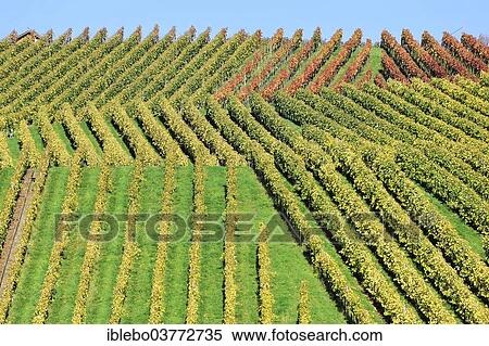 "Vineyard in autumn, Trollinger, near Winterbach, Rems Valley, Baden-Wurttemberg, Germany, Europe" View Large Photo Image Stock Photography - "Vineyard in autumn, Trollinger, near Winterbach, Rems Valley, Baden-Wurttemberg, Germany, Europe". Fotosearch