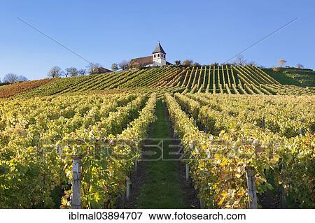 "Vineyard in autumn with Michaelsberg hill and St Michael's Church, Cleebronn, Baden-Wurttemberg, Germany, Europe" View Large Photo Image Stock Photo - "Vineyard in autumn with Michaelsberg hill and St Michael's Church, Cleebronn, Baden-Wurttemberg, Germany, Europe". Fotosearch