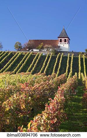"Vineyard in autumn with Michaelsberg hill and St Michael's Church, Cleebronn, Baden-Wurttemberg, Germany, Europe" View Large Photo Image Stock Photograph - "Vineyard in autumn with Michaelsberg hill and St Michael's Church, Cleebronn, Baden-Wurttemberg, Germany, Europe". Fotosearch