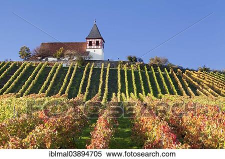 "Vineyard in autumn with Michaelsberg hill and St Michael's Church, Cleebronn, Baden-Wurttemberg, Germany, Europe" View Large Photo Image Stock Photography - "Vineyard in autumn with Michaelsberg hill and St Michael's Church, Cleebronn, Baden-Wurttemberg, Germany, Europe". Fotosearch