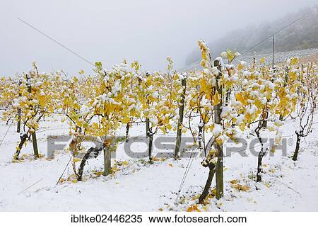 "Vineyard in autumn with snow, Korb, wine-growing region of Remstal, Baden-Wuerttemberg, Germany, Europe" View Large Photo Image Stock Photography - "Vineyard in autumn with snow, Korb, wine-growing region of Remstal, Baden-Wuerttemberg, Germany, Europe". Fotosearch