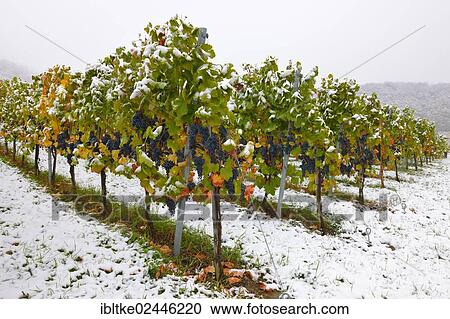 Stock Image - "Vineyard in autumn with snow, Dornfelder grapes, Korb-Steinreinach, wine-growing region of Remstal, Baden-Wuerttemberg, Germany, Europe". Fotosearch
