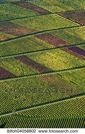 "Vineyard in bright autumnal colours, Ellenz-Poltersdorf, Rhineland-Palatinate, Germany, Europe" View Large Photo Image Stock Image - "Vineyard in bright autumnal colours, Ellenz-Poltersdorf, Rhineland-Palatinate, Germany, Europe". Fotosearch