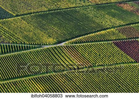 "Vineyard in bright autumnal colours, Ellenz-Poltersdorf, Rhineland-Palatinate, Germany, Europe" View Large Photo Image Stock Image - "Vineyard in bright autumnal colours, Ellenz-Poltersdorf, Rhineland-Palatinate, Germany, Europe". Fotosearch