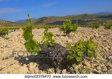 Stock Image - "Vineyard, Montilla, Montilla-Moriles area, Cordoba province, Andalusia, Spain, Europe". Fotosearch