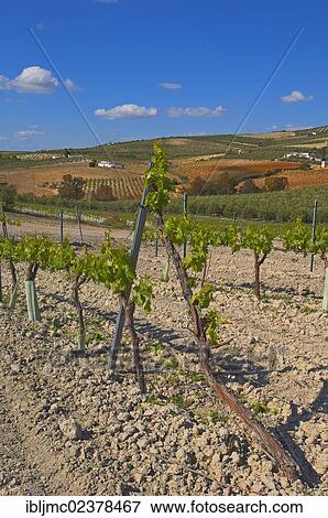 Stock Photo - "Vineyard, Montilla, Montilla-Moriles area, Cordoba province, Andalusia, Spain, Europe". Fotosearch