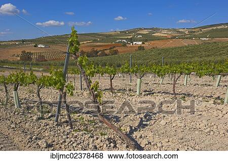 "Vineyard, Montilla, Montilla-Moriles area, Cordoba province, Andalusia, Spain, Europe" View Large Photo Image Stock Photo - "Vineyard, Montilla, Montilla-Moriles area, Cordoba province, Andalusia, Spain, Europe". Fotosearch