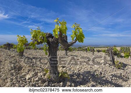 Stock Photography - "Vineyard, Montilla, Montilla-Moriles area, Cordoba province, Andalusia, Spain, Europe". Fotosearch