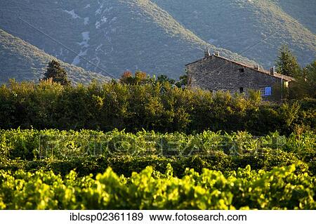 "Vineyard, near Lacoste and Bonnieux, Luberon, Provence, France, Europe" View Large Photo Image Stock Photo - "Vineyard, near Lacoste and Bonnieux, Luberon, Provence, France, Europe". Fotosearch