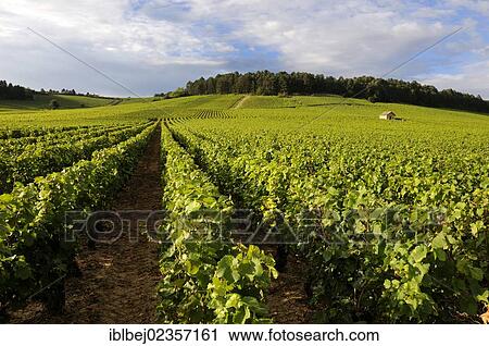 Stock Image - "Vineyard near Monthelie, Burgundy, France, Europe". Fotosearch
