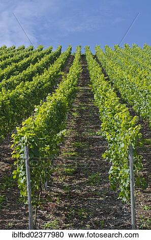 "Vineyard, Oberwesel, Rhineland-Palatinate, Germany, Europe" View Large Photo Image Stock Image - "Vineyard, Oberwesel, Rhineland-Palatinate, Germany, Europe". Fotosearch