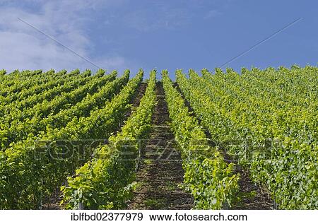 "Vineyard, Oberwesel, Rhineland-Palatinate, Germany, Europe" View Large Photo Image Stock Photo - "Vineyard, Oberwesel, Rhineland-Palatinate, Germany, Europe". Fotosearch