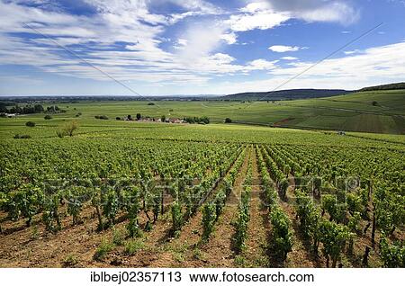 Stock Image - "Vineyard of Cotes de Beaune, Cote d'Or, Burgundy, France, Europe". Fotosearch