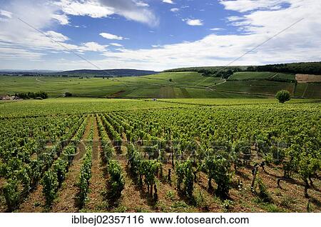 "Vineyard of Cotes de Beaune, Cote d'Or, Burgundy, France, Europe" View Large Photo Image Stock Photograph - "Vineyard of Cotes de Beaune, Cote d'Or, Burgundy, France, Europe". Fotosearch