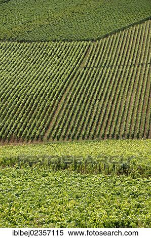 "Vineyard of Cotes de Beaune, Cote d'Or, Burgundy, France, Europe" View Large Photo Image Stock Photography - "Vineyard of Cotes de Beaune, Cote d'Or, Burgundy, France, Europe". Fotosearch