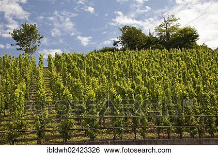 Vineyard, Saarburg, Saarland, Rhineland-Palatinate, Germany, Europe, PublicGround, Europe View Large Photo Image Stock Photograph - Vineyard, Saarburg, Saarland, Rhineland-Palatinate, Germany, Europe, PublicGround, Europe. Fotosearch