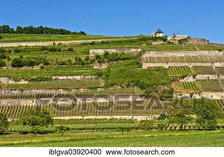 "Vineyard terraces in the Kaiserstuhl region, Baden-Wurttemberg, Germany, Europe" View Large Photo Image Stock Image - "Vineyard terraces in the Kaiserstuhl region, Baden-Wurttemberg, Germany, Europe". Fotosearch