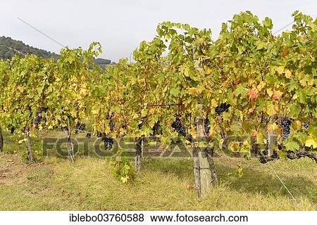 Stock Photo - "Vineyard, Val d'Orcia, bei Montepulciano, Province of Siena, Tuscany, Italy, Europe". Fotosearch