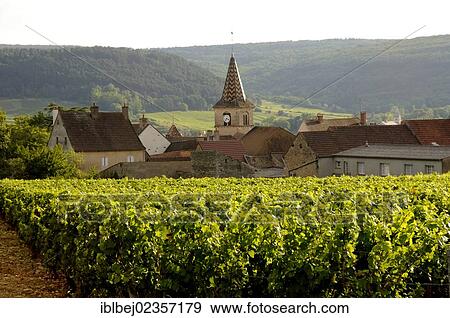 Stock Photo - "Vineyard, village of Monthelie, Burgundy, France, Europe". Fotosearch