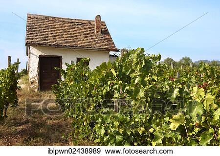 Stock Photo - "Vineyard, Villany, Hungary, Europe". Fotosearch