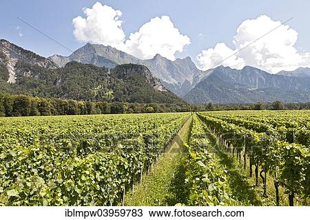 "Vineyard, viticulture, mountains at the back, near Flasch, Graubunden, Switzerland, Europe" View Large Photo Image Stock Image - "Vineyard, viticulture, mountains at the back, near Flasch, Graubunden, Switzerland, Europe". Fotosearch