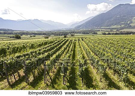 "Vineyard, viticulture, views of the Rhine Valley, near Maienfeld, Graubunden, Switzerland, Europe" View Large Photo Image Stock Image - "Vineyard, viticulture, views of the Rhine Valley, near Maienfeld, Graubunden, Switzerland, Europe". Fotosearch