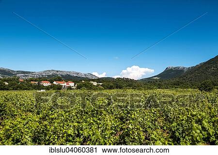 "Vineyard, wine growing region, Peljesac Peninsula, Adriatic, Dalmatia, Croatia, Europe" View Large Photo Image Stock Image - "Vineyard, wine growing region, Peljesac Peninsula, Adriatic, Dalmatia, Croatia, Europe". Fotosearch