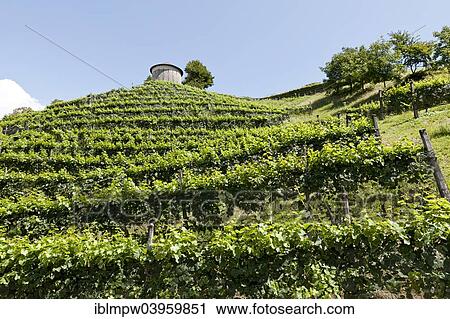 "Vineyard with Hungerturm tower, near Montagna, Camorino, Bellinzona, Canton of Ticino, Switzerland, Europe" View Large Photo Image Stock Image - "Vineyard with Hungerturm tower, near Montagna, Camorino, Bellinzona, Canton of Ticino, Switzerland, Europe". Fotosearch