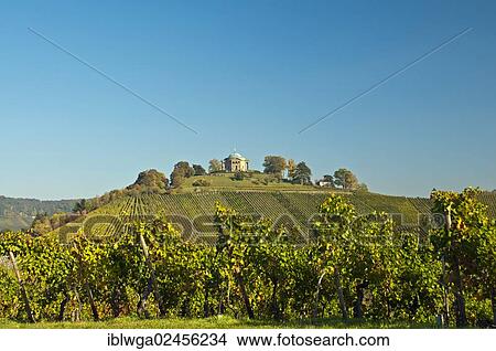 "Vineyard with Lemberger grapes on Rotenberg Mountain with Wuerttemberg Mausoleum near Stuttgart, Baden-Wuerttemberg, Germany, Europe, PublicGround, Europe" View Large Photo Image Picture - "Vineyard with Lemberger grapes on Rotenberg Mountain with Wuerttemberg Mausoleum near Stuttgart, Baden-Wuerttemberg, Germany, Europe, PublicGround, Europe". Fotosearch