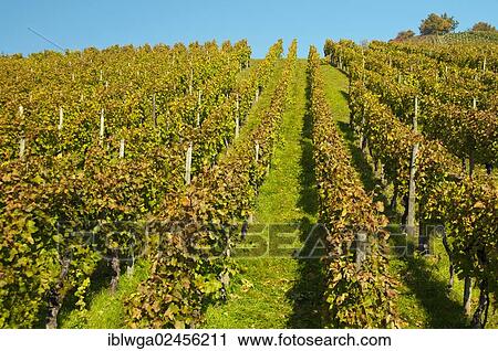 "Vineyard with Lemberger grapes on Rotenberg Mountain near Stuttgart, Baden-Wuerttemberg, Germany, Europe, PublicGround, Europe" View Large Photo Image Stock Image - "Vineyard with Lemberger grapes on Rotenberg Mountain near Stuttgart, Baden-Wuerttemberg, Germany, Europe, PublicGround, Europe". Fotosearch