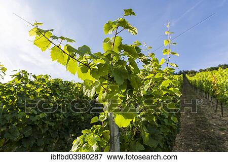 Stock Photo - "Vineyard, Wurzburg, Bavaria, Germany, Europe". Fotosearch