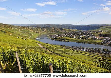 "Vineyards along the Moselle river, above Piesport, Bernkastel-Kues, Rhineland-Palatinate, Germany, Europe" View Large Photo Image Stock Photography - "Vineyards along the Moselle river, above Piesport, Bernkastel-Kues, Rhineland-Palatinate, Germany, Europe". Fotosearch
