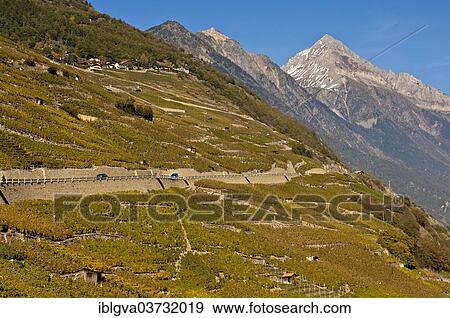 "Vineyards alongside the road to Col de la Forclaz mountain pass, Martigny, Canton of Valais, Switzerland, Europe" View Large Photo Image Stock Photo - "Vineyards alongside the road to Col de la Forclaz mountain pass, Martigny, Canton of Valais, Switzerland, Europe". Fotosearch