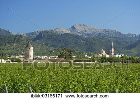 "Vineyards and a windmill in front of the Serra de Tramuntana mountains, Binissalem, Majorca, Balearic Islands, Spain, Europe" View Large Photo Image Stock Image - "Vineyards and a windmill in front of the Serra de Tramuntana mountains, Binissalem, Majorca, Balearic Islands, Spain, Europe". Fotosearch