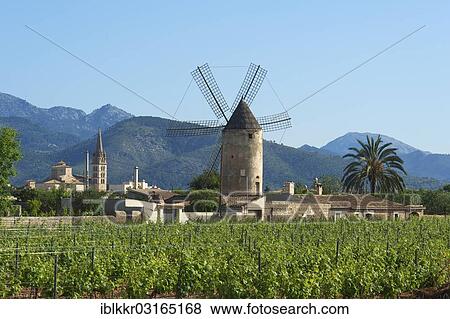 "Vineyards and a windmill in front of the Serra de Tramuntana mountains, Binissalem, Majorca, Balearic Islands, Spain, Europe" View Large Photo Image Stock Photo - "Vineyards and a windmill in front of the Serra de Tramuntana mountains, Binissalem, Majorca, Balearic Islands, Spain, Europe". Fotosearch