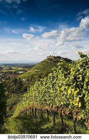 Stock Image - "Vineyards and Staufen castle, behind the Rhine Valley, Staufen im Breisgau, Markgraflerland, Black Forest, Baden-Wurttemberg, Germany, Europe". Fotosearch