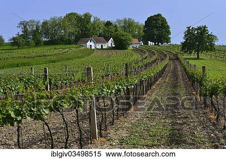"Vineyards and wine cellars, Galgenberg, near Wildendurnbach, Weinviertel, Lower Austria, Austria, Europe" View Large Photo Image Stock Photography - "Vineyards and wine cellars, Galgenberg, near Wildendurnbach, Weinviertel, Lower Austria, Austria, Europe". Fotosearch