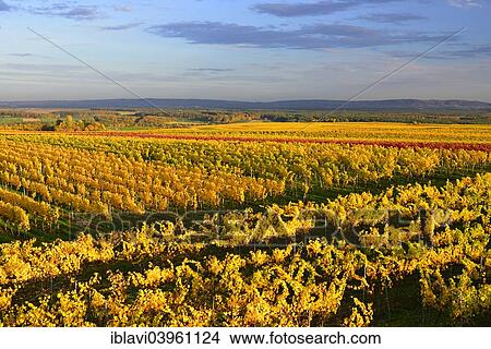 "Vineyards at Mt Kreuzberg above the Main River in autumn, Nordheim, Bavaria, Germany, Europe" View Large Photo Image Picture - "Vineyards at Mt Kreuzberg above the Main River in autumn, Nordheim, Bavaria, Germany, Europe". Fotosearch