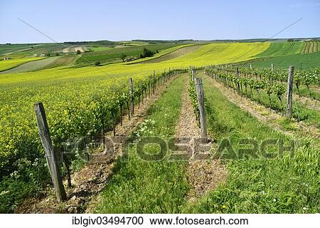 "Vineyards, fields and flowering Rape (Brassica napus), near Schrattenberg, Weinviertel, Lower Austria, Austria, Europe" View Large Photo Image Stock Image - "Vineyards, fields and flowering Rape (Brassica napus), near Schrattenberg, Weinviertel, Lower Austria, Austria, Europe". Fotosearch