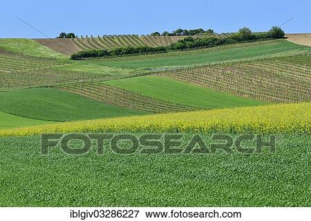 "Vineyards, fields and flowering Rape (Brassica napus), near Schrattenberg, Weinviertel, Lower Austria, Austria, Europe" View Large Photo Image Stock Photo - "Vineyards, fields and flowering Rape (Brassica napus), near Schrattenberg, Weinviertel, Lower Austria, Austria, Europe". Fotosearch