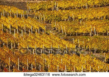 "Vineyards in autumn, Ahr Valley, red wine-growing region for the Pinot Noir and Portugieser grape varieties, Eifel region, Rhineland-Palatinate, Germany, Europe, PublicGround, Europe" View Large Photo Image Stock Photograph - "Vineyards in autumn, Ahr Valley, red wine-growing region for the Pinot Noir and Portugieser grape varieties, Eifel region, Rhineland-Palatinate, Germany, Europe, PublicGround, Europe". Fotosearch