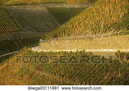 "Vineyards in autumn, Ahr Valley, Rhineland-Palatinate, Germany, Europe" View Large Photo Image Stock Image - "Vineyards in autumn, Ahr Valley, Rhineland-Palatinate, Germany, Europe". Fotosearch