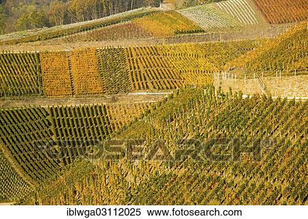 "Vineyards in autumn, Ahr Valley, Rhineland-Palatinate, Germany, Europe" View Large Photo Image Stock Photography - "Vineyards in autumn, Ahr Valley, Rhineland-Palatinate, Germany, Europe". Fotosearch