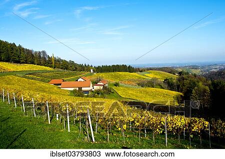 "Vineyards in autumn, at Gamlitz, Southern Styria, Styria, Austria, Europe" View Large Photo Image Stock Image - "Vineyards in autumn, at Gamlitz, Southern Styria, Styria, Austria, Europe". Fotosearch